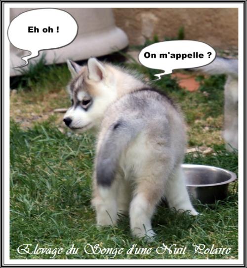 Portée de Lakmé (23 avril 2021)