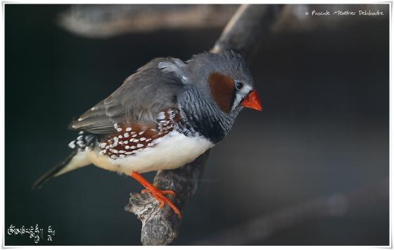 Diamant mandarin - Taeniopygia guttata - Zebra Finch