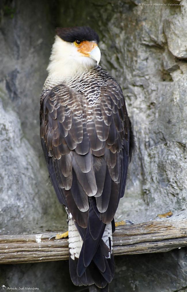 Caracara huppé