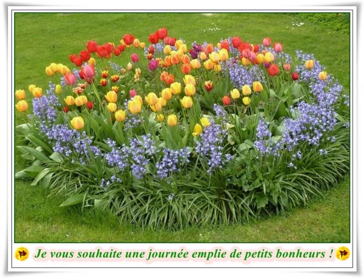 tulipe 