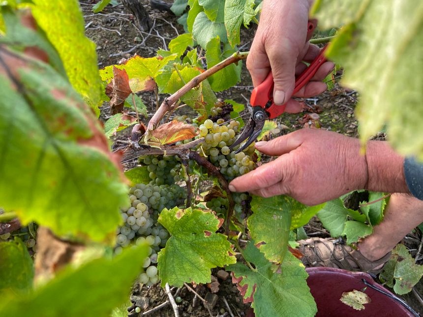 Les grappes de raisin sont coupées à l'aide d'un sécateur.