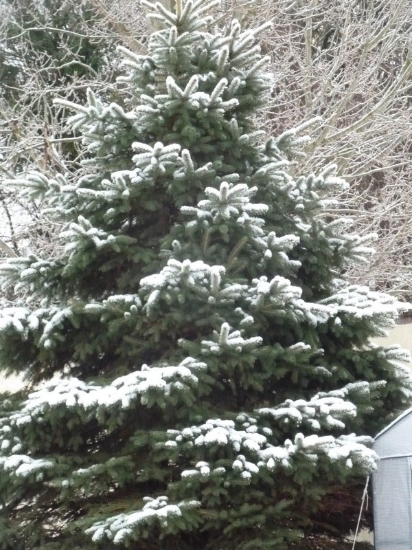 Le flocon de neige ...