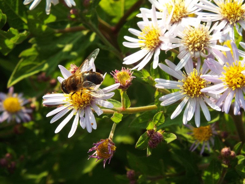 fleurs 
