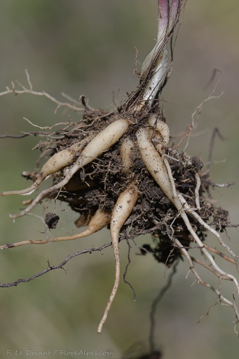 Fleurs cultivées : Renoncule