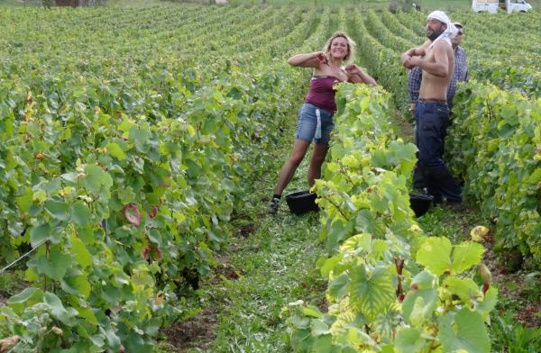 Les vendanges 2014 au Domaine Brigand de Massingy