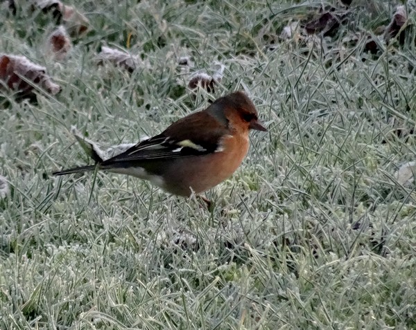 Seulement quelques espèces d'oiseaux ont visité mon jardin cet hiver...