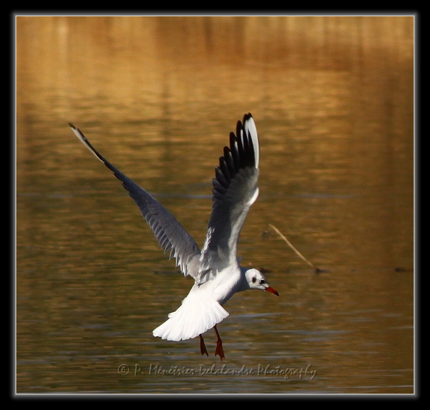 Mouette rieuse...