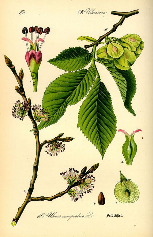 Orme champêtre Ulmus minor Planche.jpg