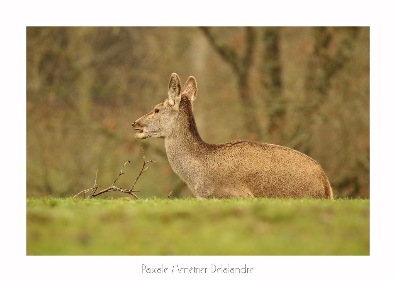 Biches élaphes (Landes de Gascogne)
