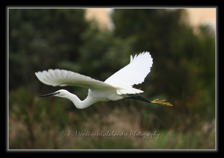 Aigrette garzette en envolée...