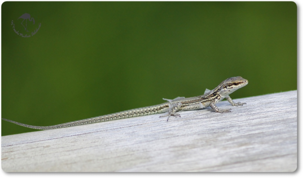 Lézard des murailles en mue...