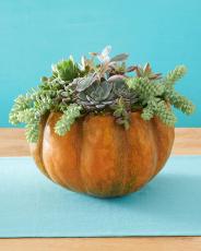succulent pumpkin carving ideas