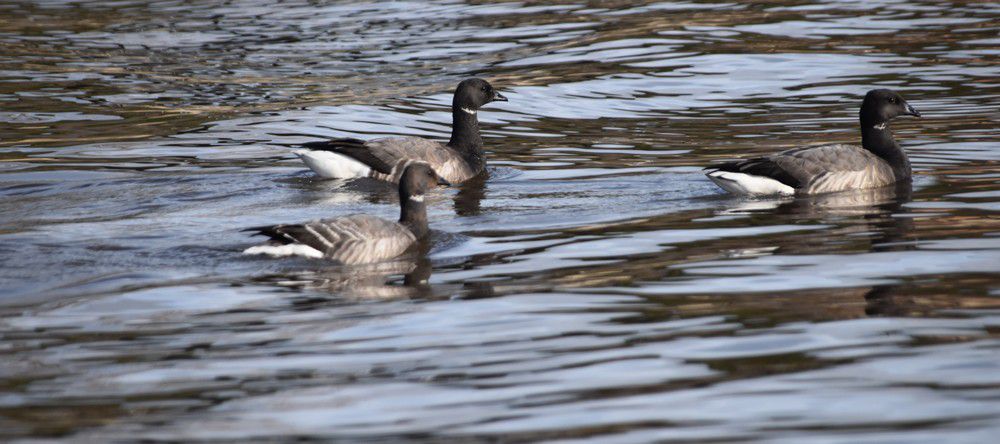 Oies bernaches près de la jetée d'Arès - février 2024...