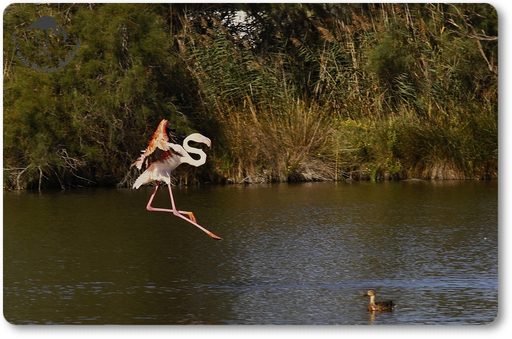 "Atterrissage" de Flamant rose...