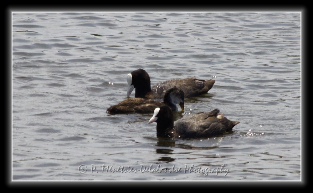 Famille Foulques en balade...