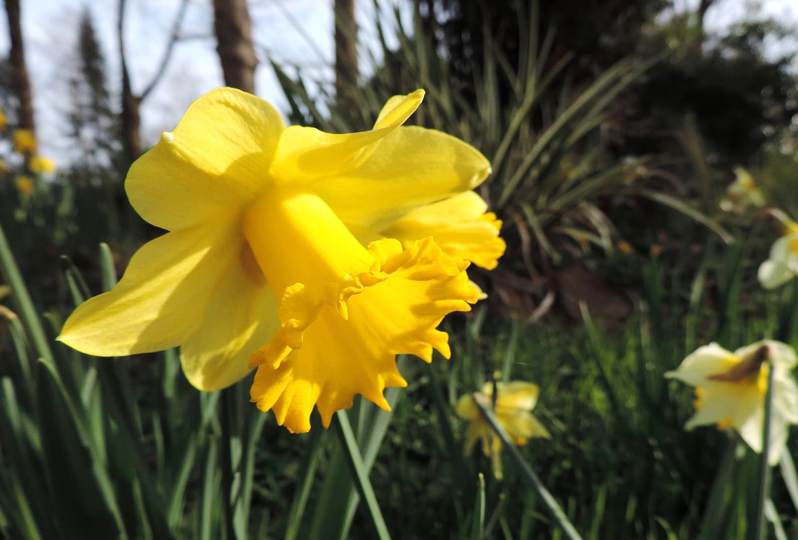 Golden Daffodils...