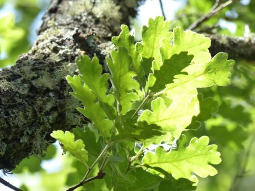 Flore du Plan d'Aups