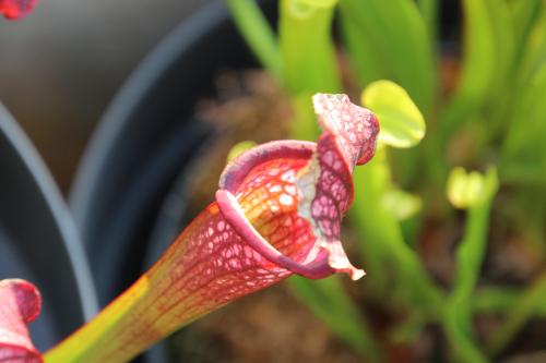 Chambre d'ôtes "Haut-Jardin" à Vignoux-sous-les-Aix