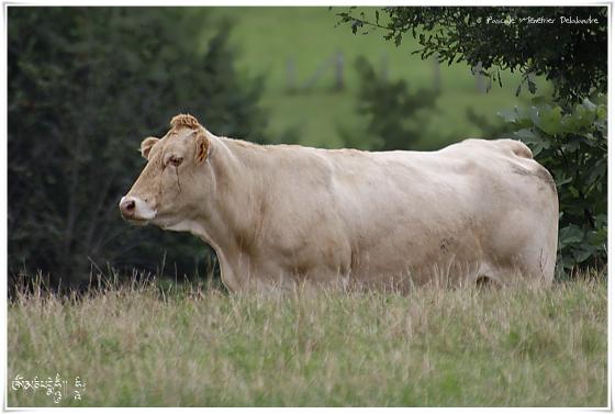 Blondes d'Aquitaine