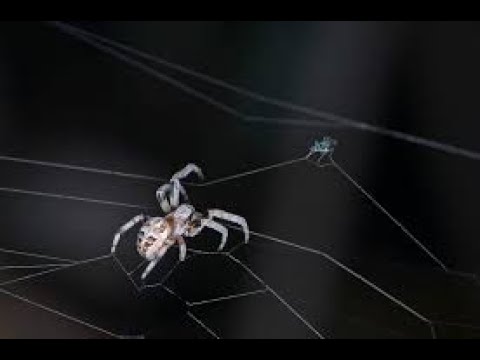 Les secrets de la jungle d'Afrique les araignées - YouTube