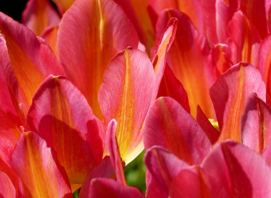 Fleurs devenues immortelles.