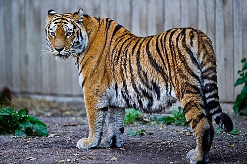 800px-Captive_Siberian_tiger_-_Copenhagen_Zoo-_Denmark.jpg