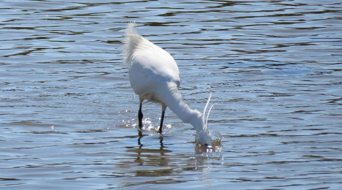 une aigrette ...