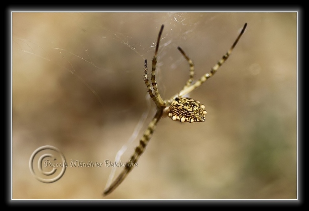 Araignée Argiope lobata...