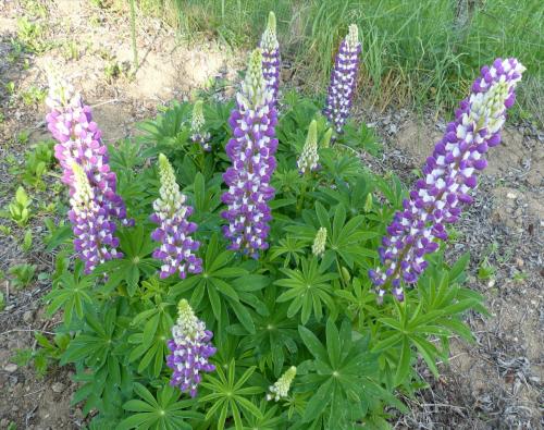 Lupins sans Arsène !