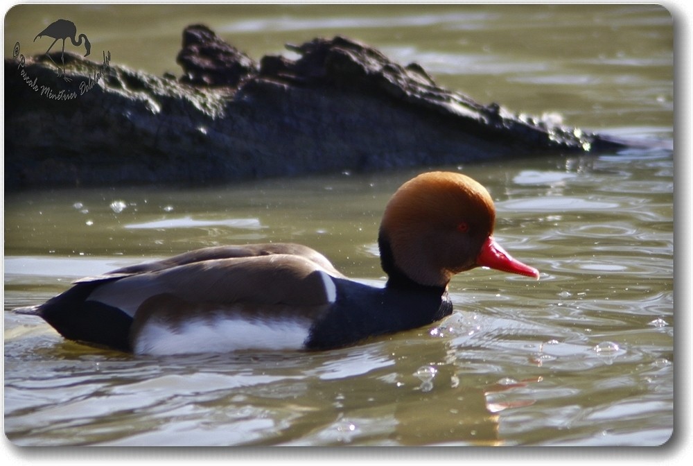 Nette rousse mâle...