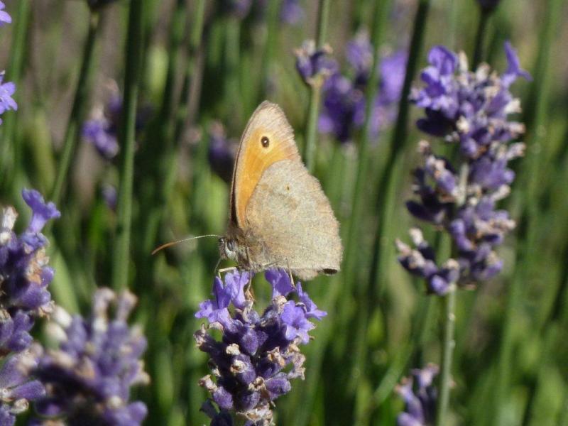 Papillons