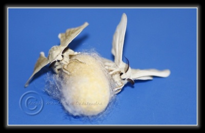 Chenille du Bombyx mori (bombyx du mûrier)