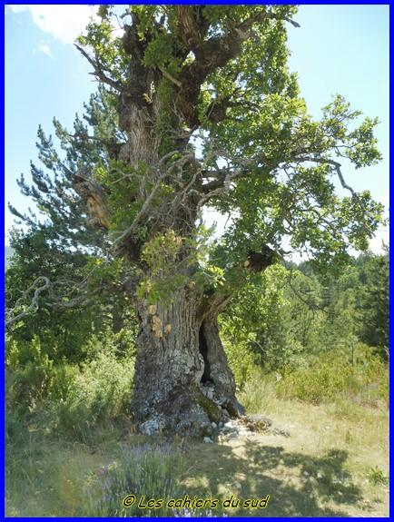 Sisteronnais, le mourre de la montagne de Gache