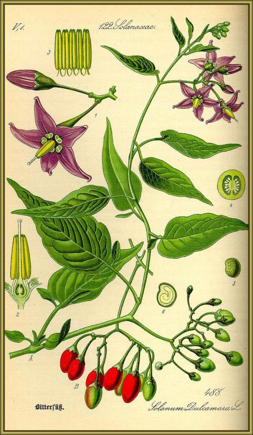 Fleurs sauvages et cultivées : Douce-amère