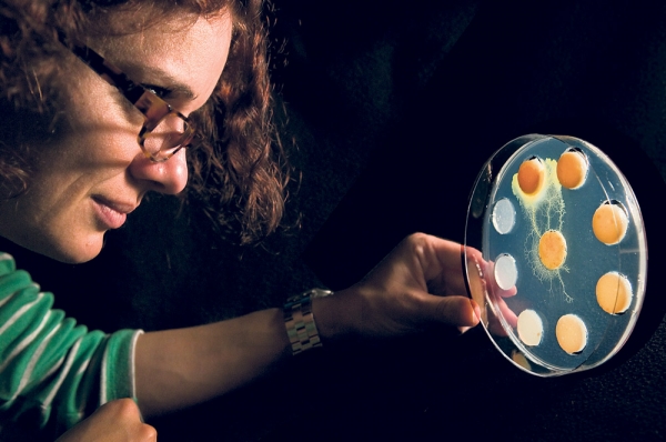 Depuis dix ans, la chercheuse du CNRS Audrey Dussutour mutliplie les expériences sur le blob. Ici, cet organisme unicellulaire étend ses « pseudopieds » et choisit à distance parmi plusieurs régimes alimentaires celui qui est idéal pour sa croissance. Depuis dix ans, la chercheuse du CNRS Audrey Dussutour mutliplie les expériences sur le blob. Ici, cet organisme unicellulaire étend ses « pseudopieds » et choisit à distance parmi plusieurs régimes alimentaires celui qui est idéal pour sa croissance.
