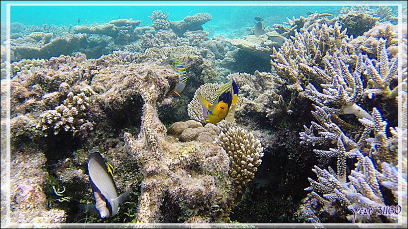 Poisson-ange royal ou Holacanthe duc, Royal angelfish (Pygoplites diacanthus) - Athuruga - Atoll d'Ari - Maldives