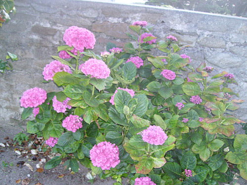 IMGP0243-copie-1.JPG