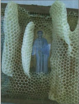 Les sens mystérieux des animaux