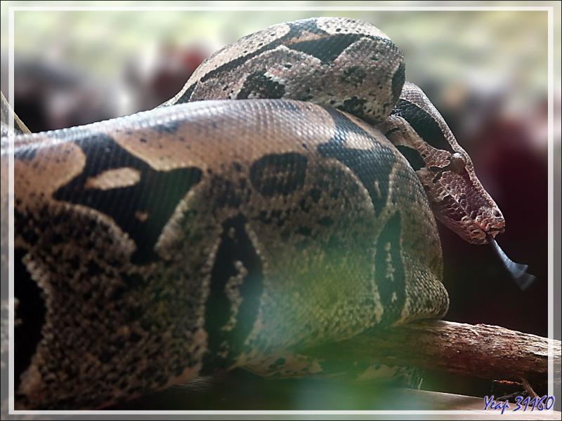 Boa constricteur (Boa constrictor) - Parque das Aves - Foz do Iguaçu - Brésil