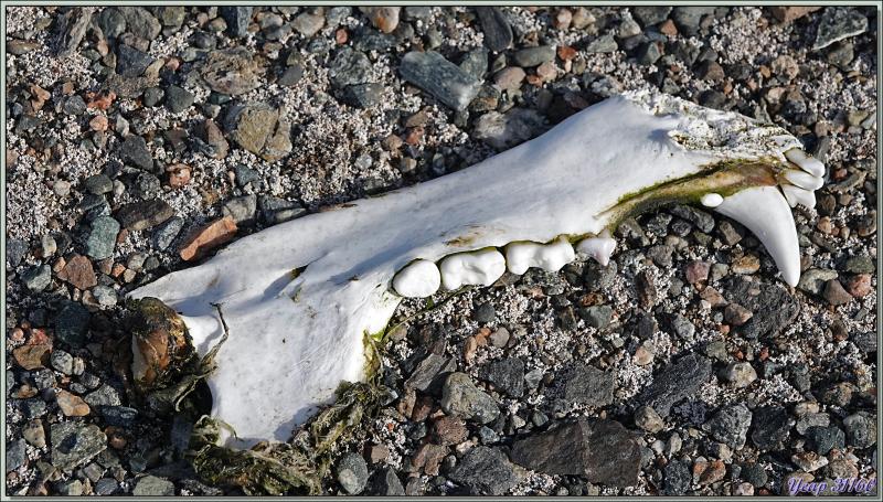 11/07/2024 : débarquement sur l'île Storøya (80° 04′ N, 28° 00′ E) - Svalbard - Norvège