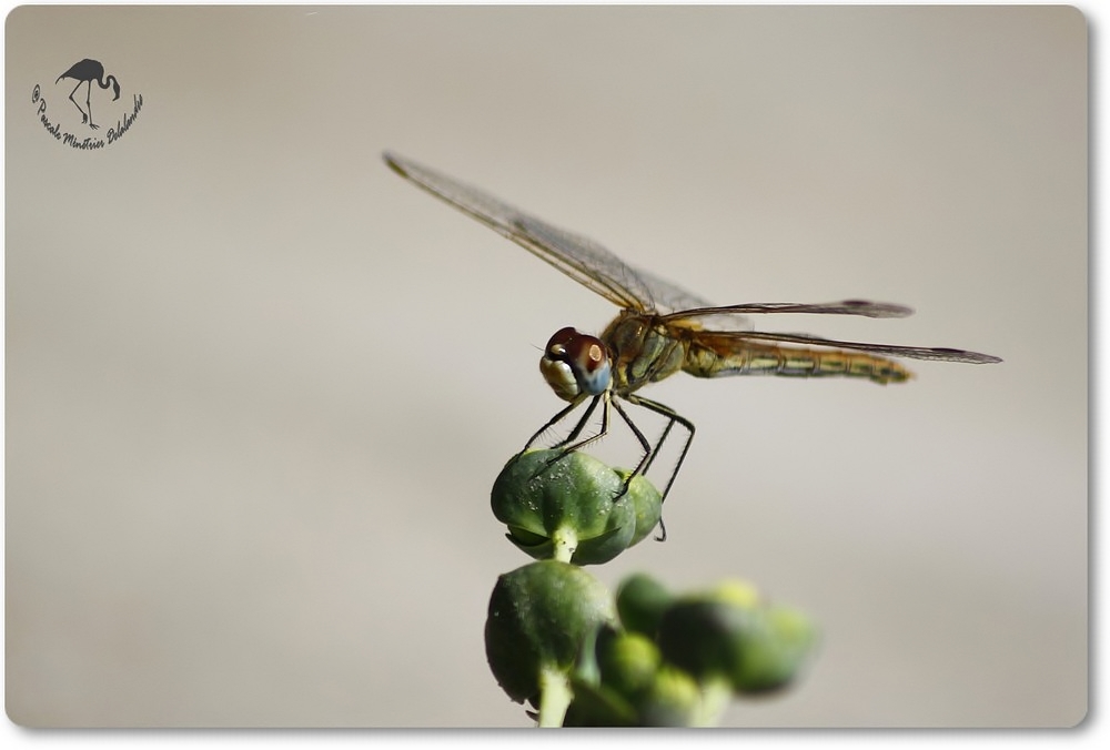 Sympetrum fonscolombii femelle ...