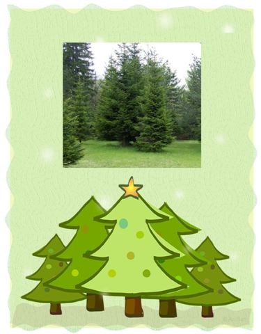 Choisir son sapin  ...