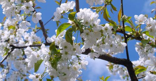 Arbre fruitier : Cerisier