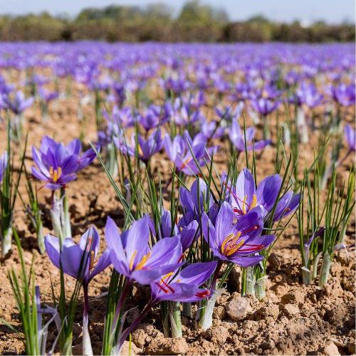 Fleurs cultivées : Crocus