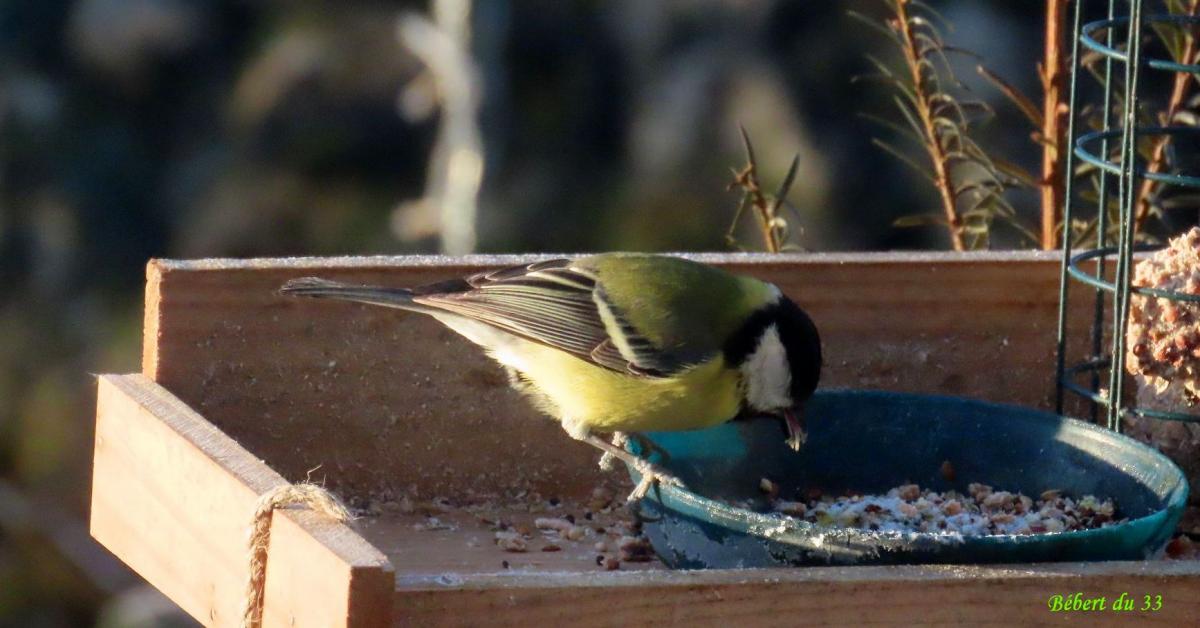 des moineaux au jardin