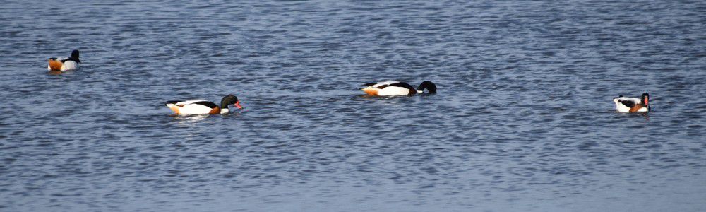 Colonie de tadornes de belon - décembre 2022...