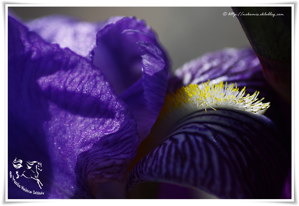 Iris