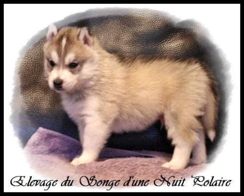 Mâle 1 (30 jours)