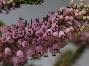 Les fleurs communiquent