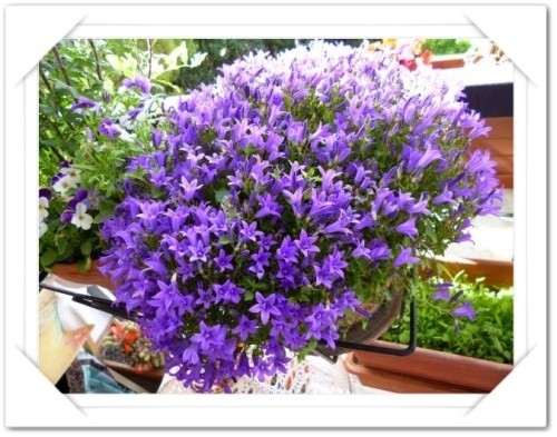 fleurs-mai-2014.jpg